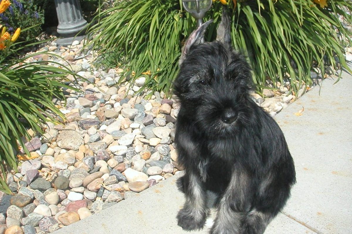 Chiot Schnauzer noir assis dans un jardin fleuri