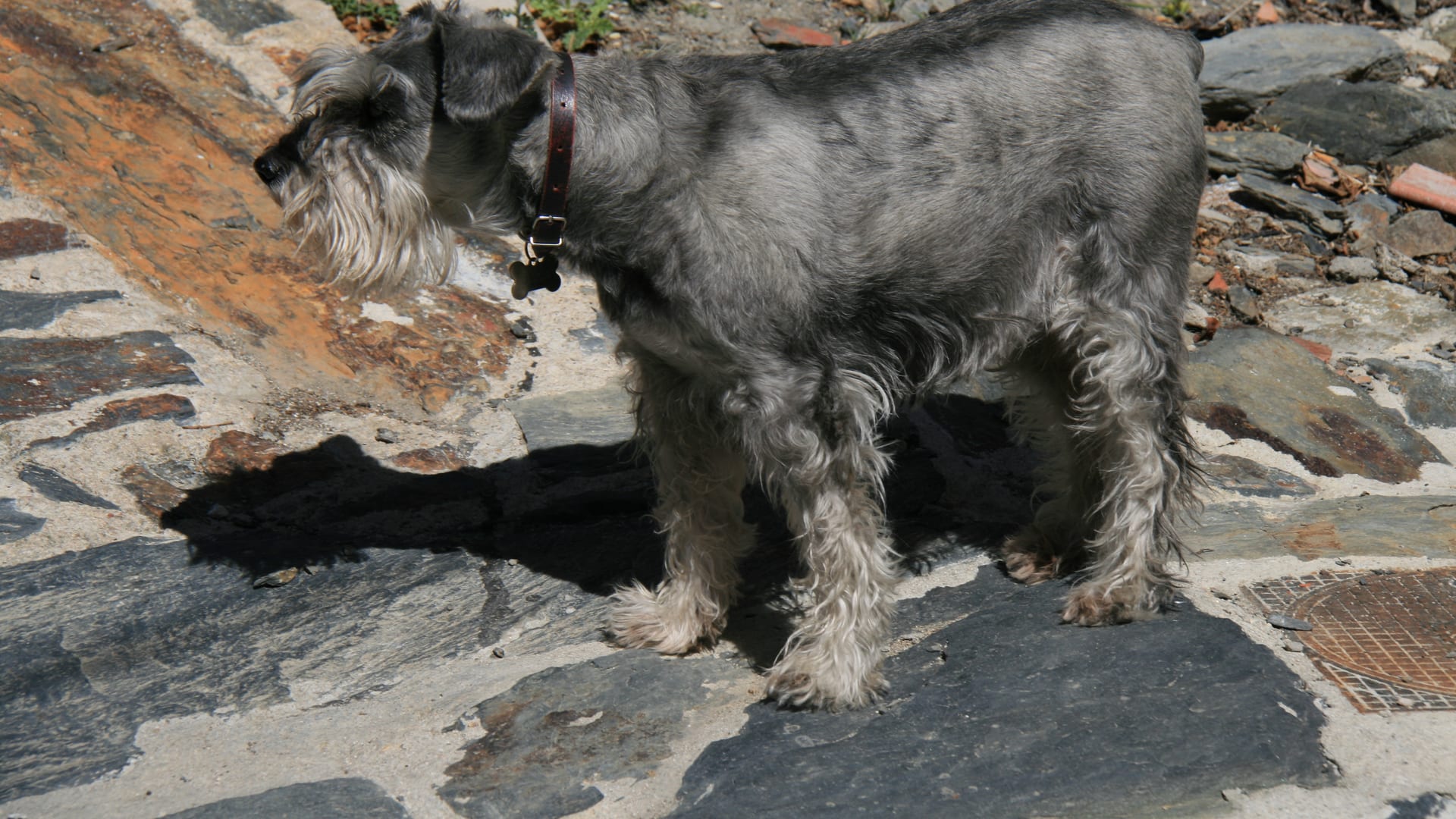 Schnauzer moyen sel et poivre, en promenade dans une allée de pierre