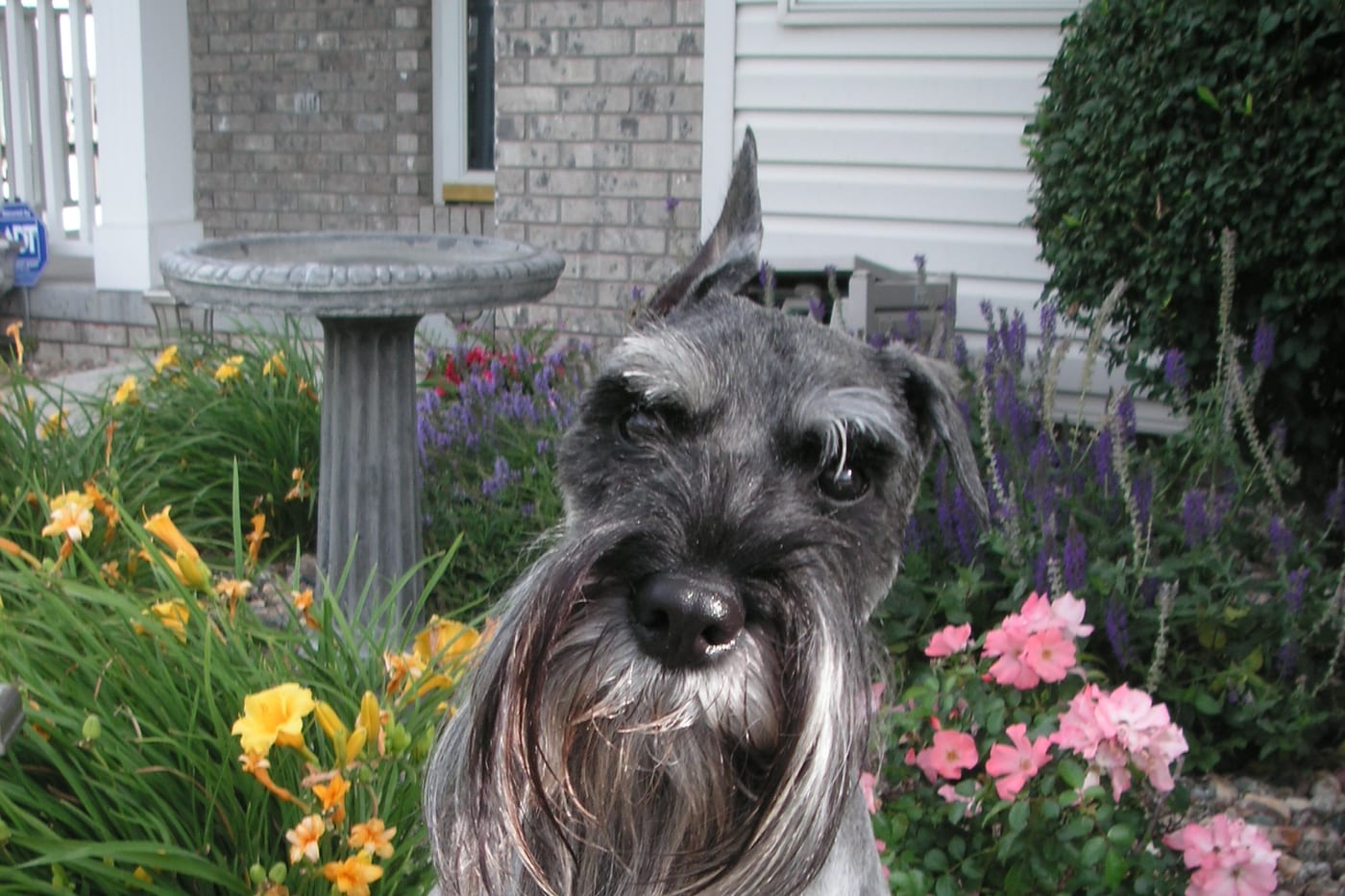 Schnauzer nain sel et poivre parmi les fleurs du jardin, à Westmount