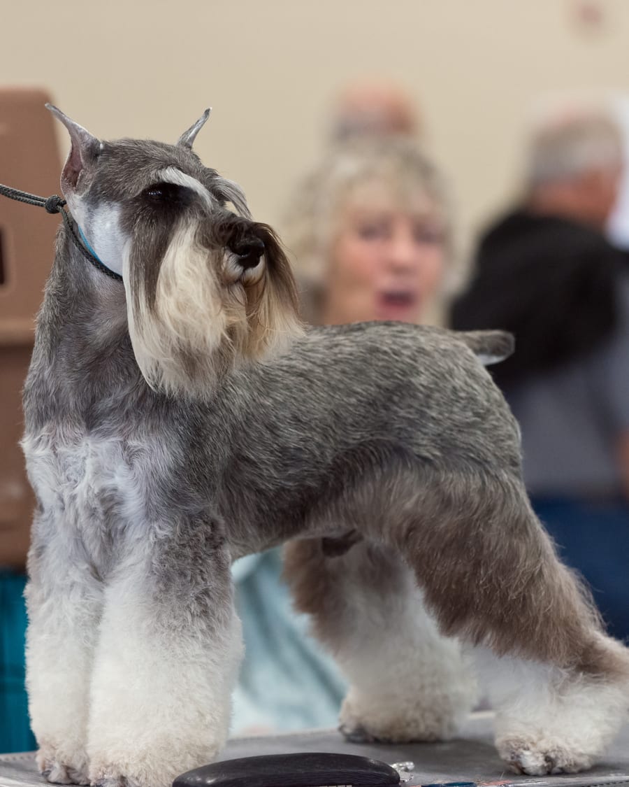 Schnauzer moyen sel et poivre présenté en posture d'exposition, illustrant la santé et la structure de la race