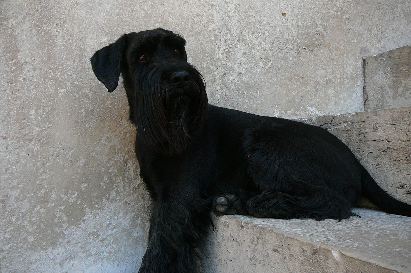 Schnauzer noir couché sur les marches de pierre du jardin Ashford